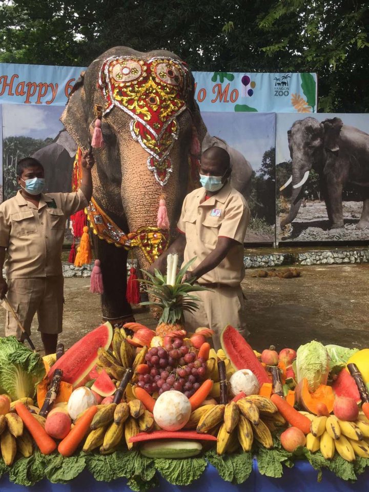 Yangon Zoo celebrates 67th birthday of Elephant Mo Mo | Myanmar Digital News