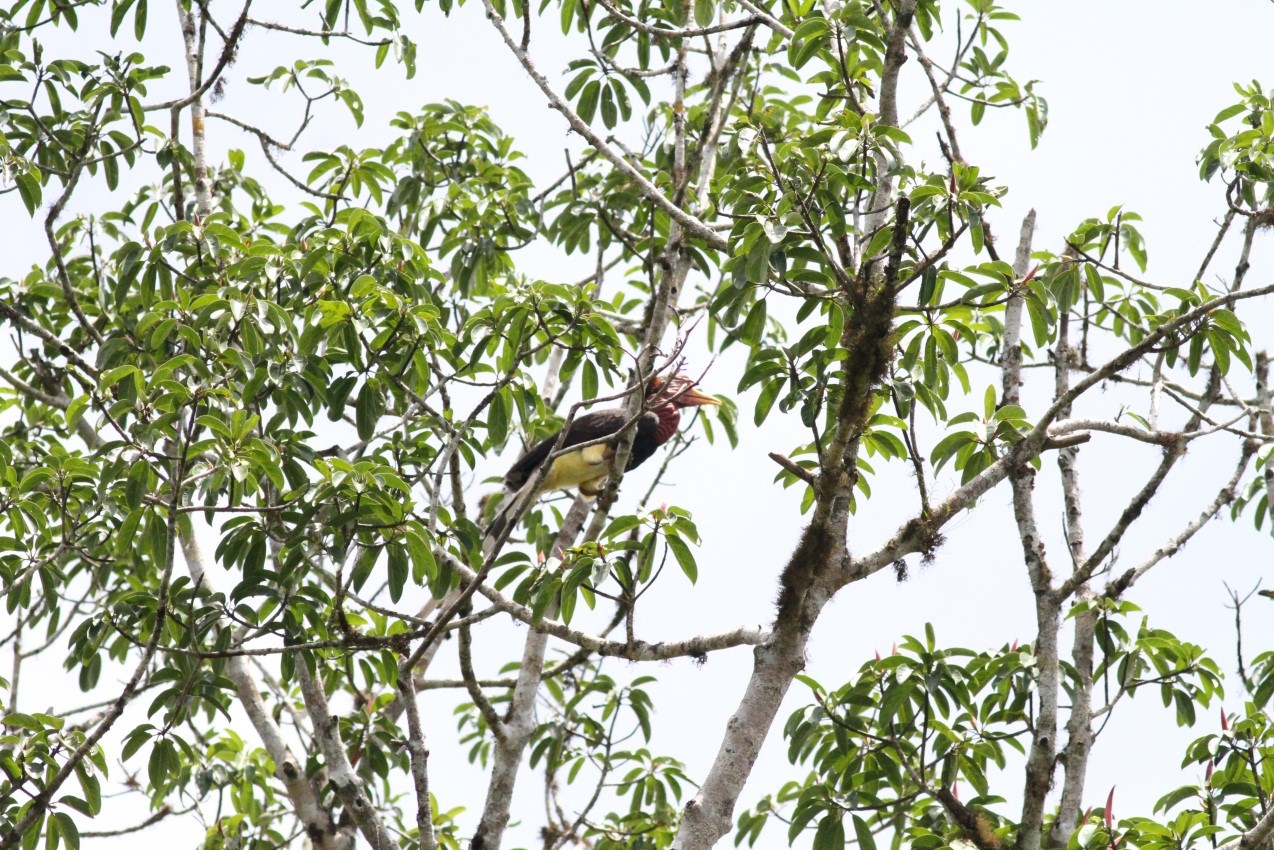 Helmeted Hornbill-