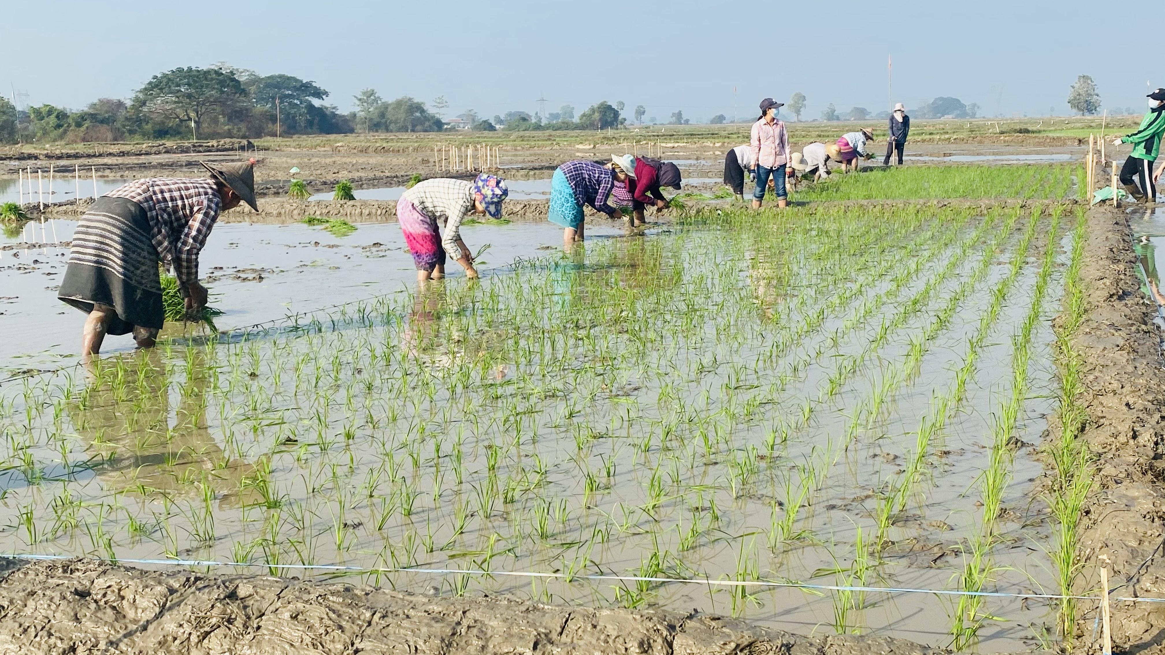 ရေတာရှည်မြို့နယ်၌ တောင်သူပညာပေး မြေသြဇာစမ်းသပ်ကွက်စိုက်ပျိုး