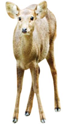 mdn