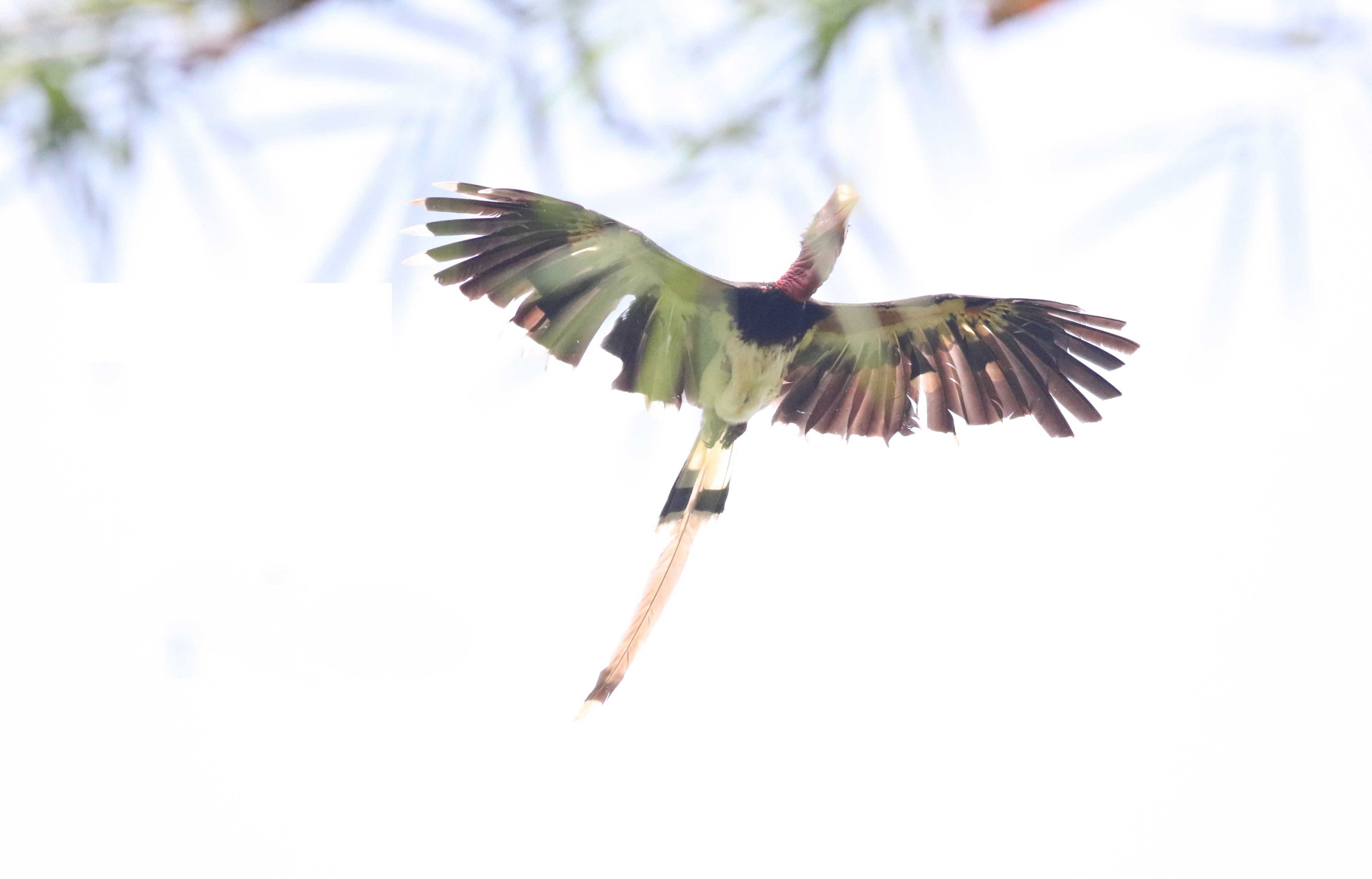 Helmeted Hornbill-2